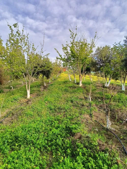 Vente Terrain Agricole Aïn Témouchent Ain kihal