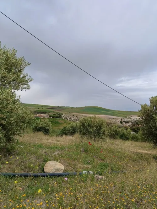 Vente Terrain Agricole Aïn Témouchent Ain kihal