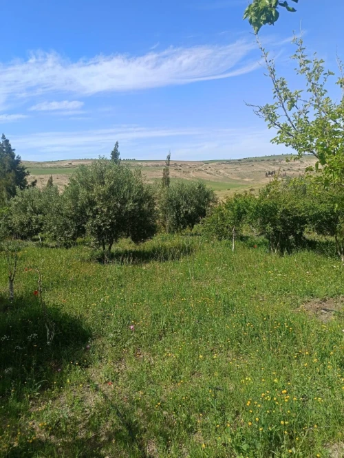 Vente Terrain Agricole Aïn Témouchent Ain kihal