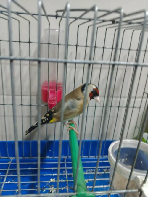 Maknine coupleur