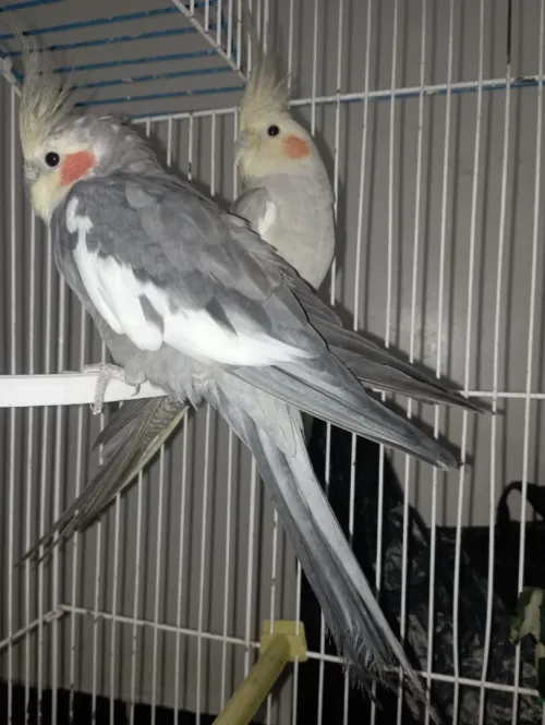 02 couples calopsites adulte avec cage en trés bonne santé.. avec la maitrise de plusieures mélodies