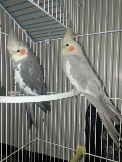 02 couples calopsites adulte avec cage en trés bonne santé.. avec la maitrise de plusieures mélodies
