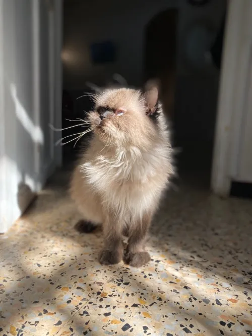 Une chatte persan himalayen 