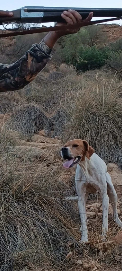 Chien pointeur anglai et braque francais