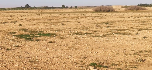 Vente Terrain Agricole Djelfa Benhar
