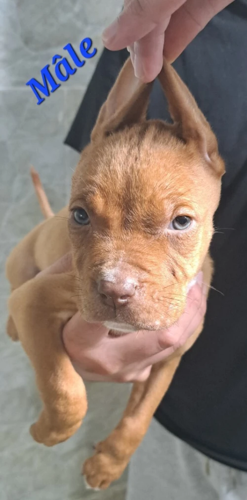 Pitbull 