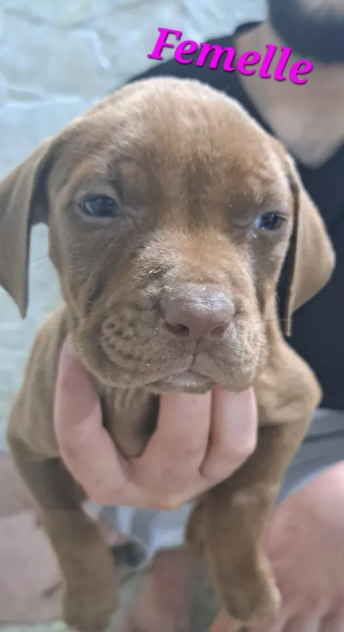 Pitbull 