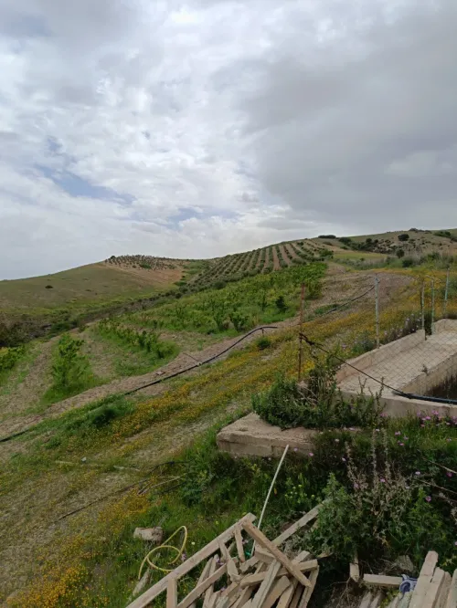 Vente Terrain Aïn Témouchent Ain kihal