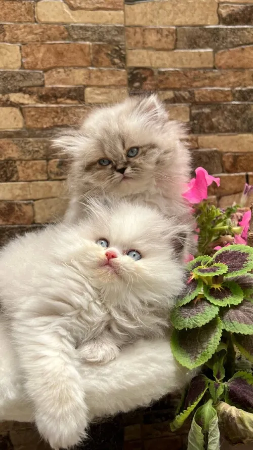 Chat persan himalaya قطط بيرسون هيمالايا 