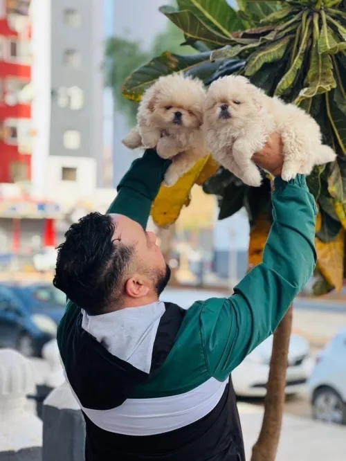  Chien caniche Pékinois بيكنوا 