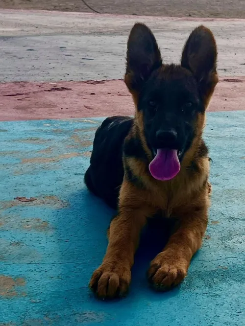 Chienne berger allemand