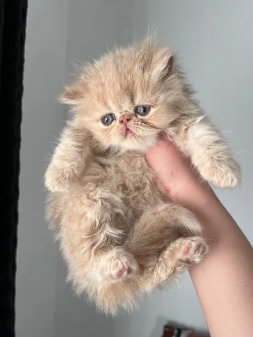 Persan creme peke face
