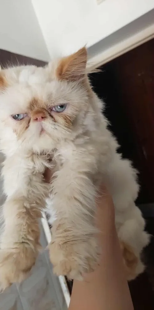 Femelle persan peke face 
