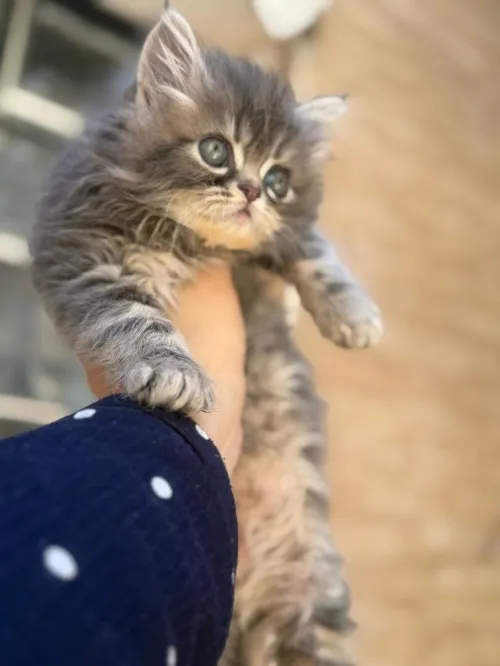 Chat persan pure race