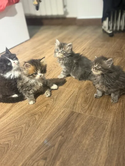 Chat persan pure race