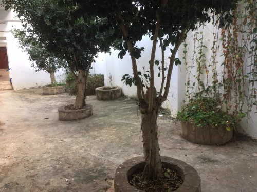 Vente Appartement F2 Béjaïa Toudja