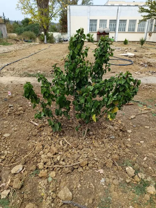 Aménagement des espaces verts