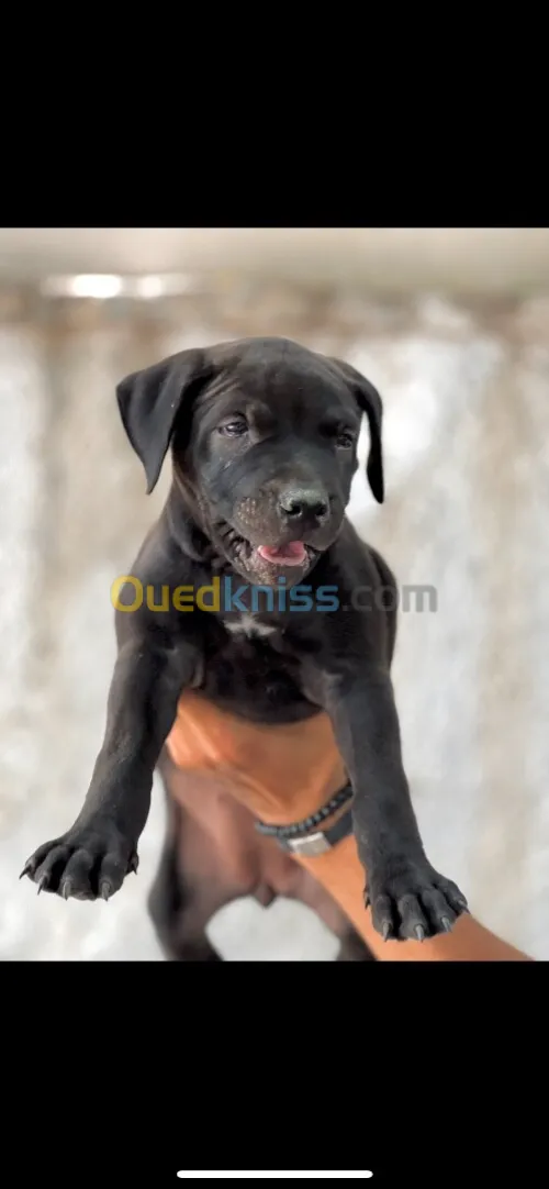pitbull pur race 