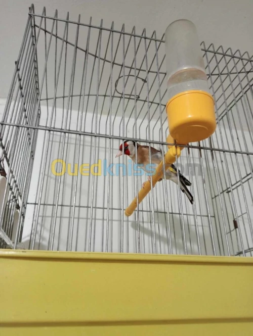 Chardonneret maknin coupleur