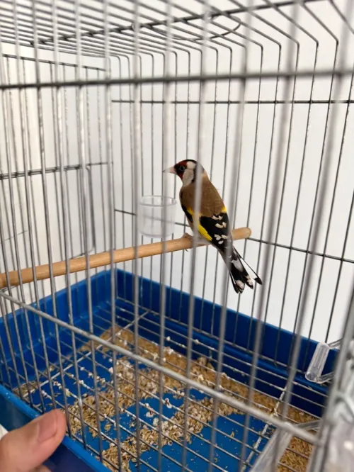 Chardonneret maknin