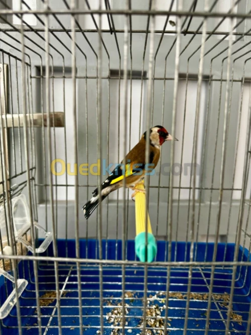Chardonneret maknin 3ans مقنين