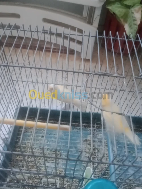 Canari