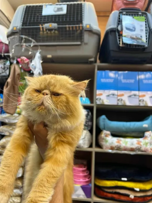 Chat persant bon prix