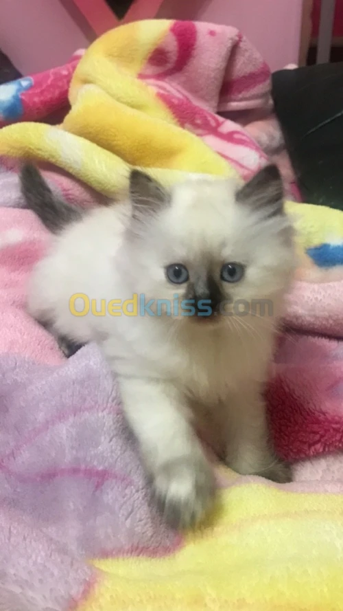 Chaton Ragdoll x Persan 