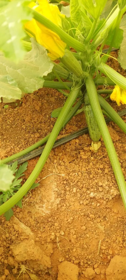 Vente Terrain Agricole Adrar Tinerkouk