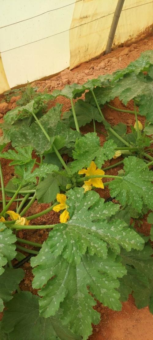 Vente Terrain Agricole Adrar Tinerkouk