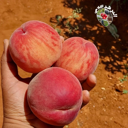 المرشد الفلاحي للدراسات و الاستشارات الفلاحية لولاية عين تموشنت
