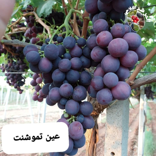 المرشد الفلاحي للدراسات و الاستشارات الفلاحية لولاية عين تموشنت