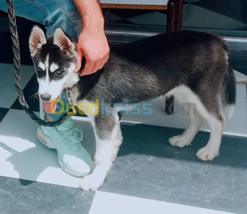 Husky 