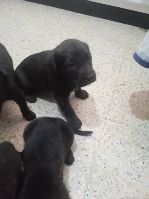 Chien croisé cane corso