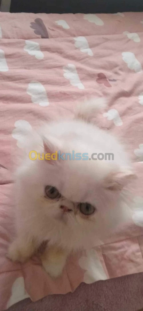 Chat persan himalayen 