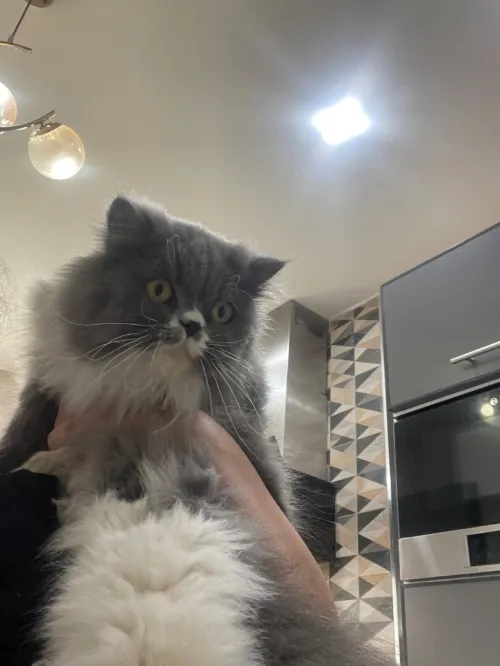 Chat femmel
