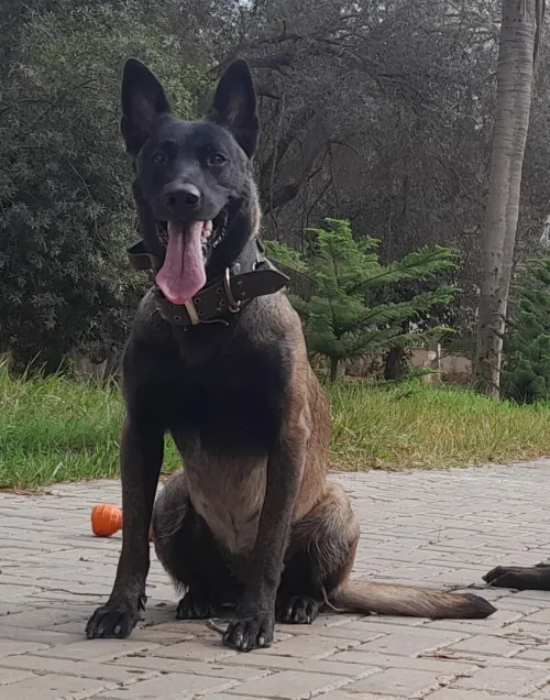 Chiot Malinois Pure Sang - 65 Jours - Excellent Mordeur