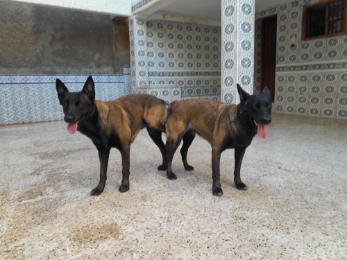 Chiot Malinois Pure Sang - 65 Jours - Excellent Mordeur