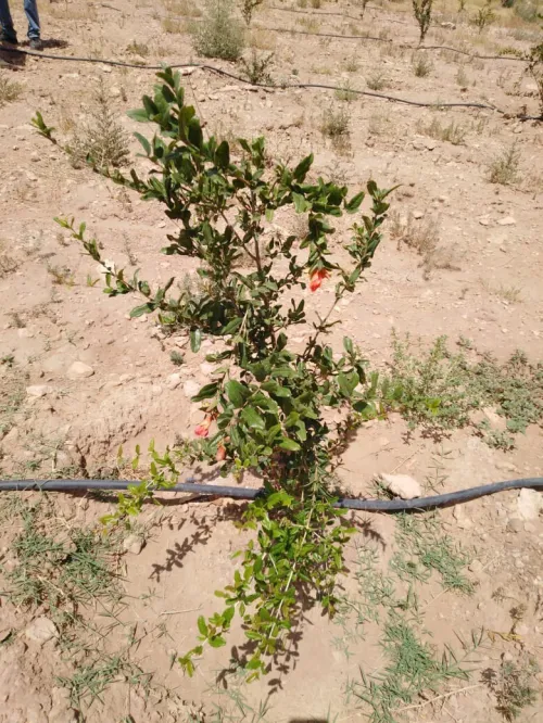 Vente Terrain Agricole Djelfa Ain oussara