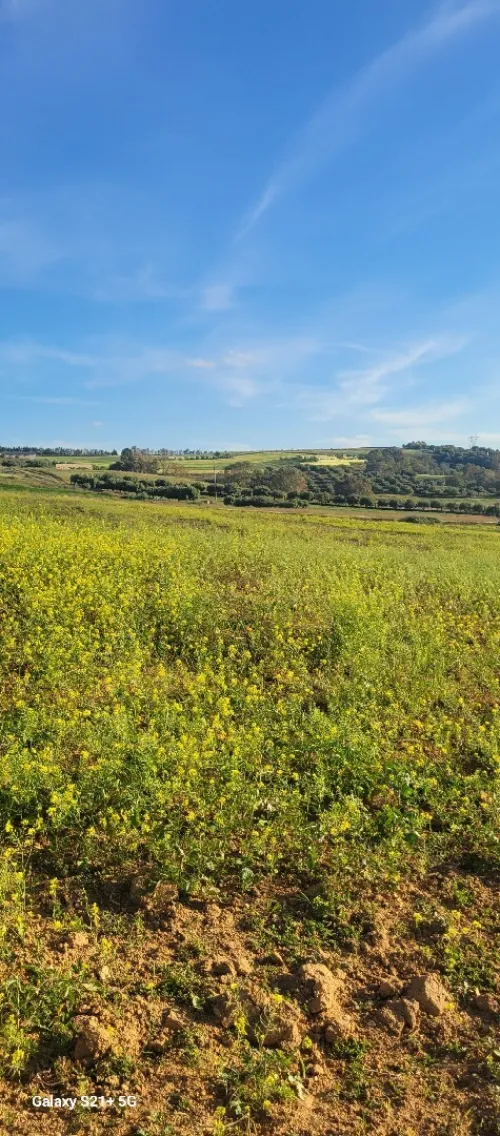 Vente Terrain Agricole Chlef Chlef