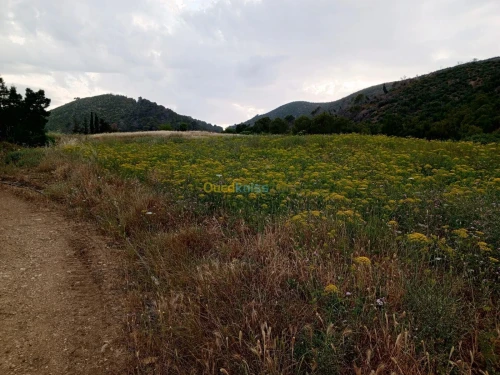Vente Terrain Agricole Tipaza Cherchell