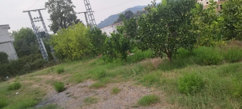 Vente Terrain Jijel El ancer