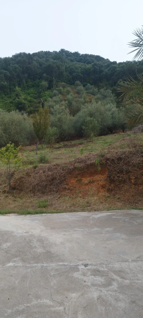 Vente Terrain Jijel El ancer