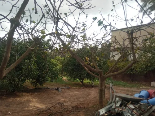 Vente Terrain Agricole Blida Chiffa
