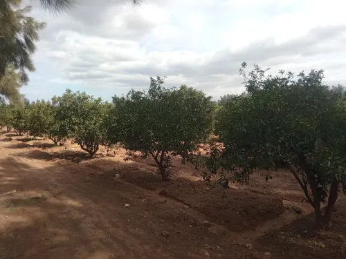 Vente Terrain Agricole Blida Chiffa
