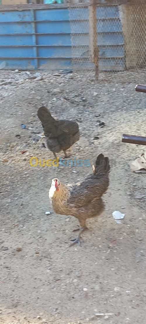 دجاج فيومي وعرب