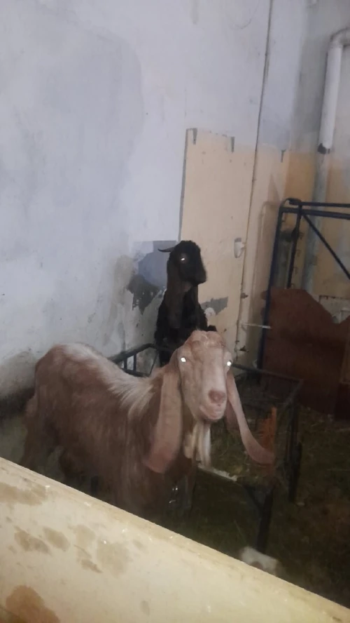 ماعز