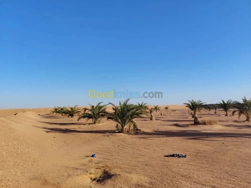 Vente Terrain Agricole Ouargla Hassi ben abdellah