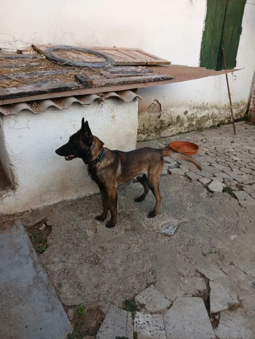 Mal malinois agressif age 2ans 