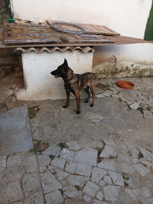 Mal malinois de  2ans 